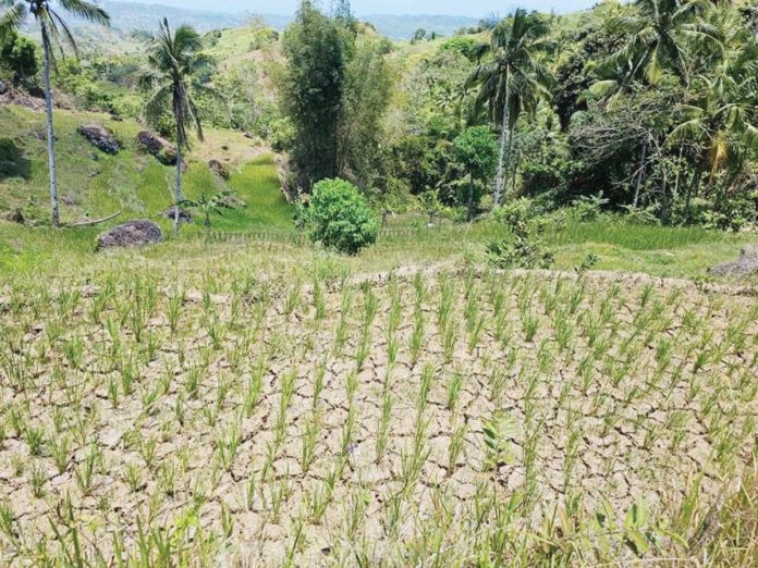 san_carlos_resized El Niño has so far damaged over P17 million worth of crops in San Carlos City, affecting 581 farmers and 375 hectares of farmlands. K5 NEWS FM SAN CARLOS DIGITAL/FACEBOOK PHOTO