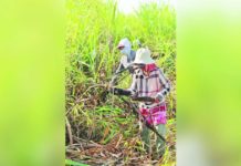 Sugar producers: Imports can cover El Niño-rainy season gap The United Sugar Producers Federation says the ongoing El Niño phenomenon created exceptionally dry conditions that affected sugar production. CHOY LANDO PHOTORAPHY/FACEBOOK PHOTO
