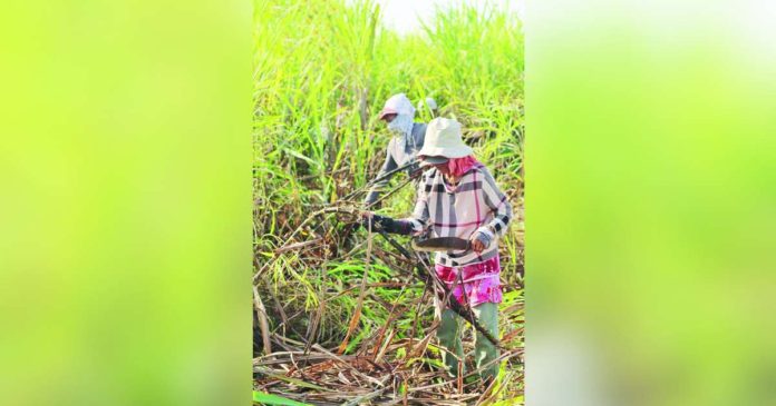 sugarcane_superimposed The United Sugar Producers Federation says the ongoing El Niño phenomenon created exceptionally dry conditions that affected sugar production. CHOY LANDO PHOTORAPHY/FACEBOOK PHOTO
