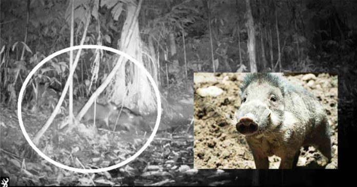 warty-hog This is a photo gram from a thermal camera trap that recorded and confirmed the presence of the rare Visayan warty pigs at the Northwest Panay Peninsula Natural Park which spans the municipalities of Nabas, Malay, and Buruanga in Aklan province, as well as Libertad and Pandan in Antique province, in Panay Island. This photo gram is from the Facebook page of the Philippine Initiative for the Conservation of the Environment and the People.
