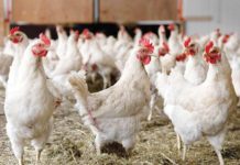 The Department of Agriculture led by Agriculture Secretary Francisco Tiu Laurel Jr. issued Memorandum Order No. 24 suspending the importation of domestic and wild birds and associated products, including poultry meat, day-old chicks, eggs, and semen from Michigan, USA. GMA NEWS FILE PHOTO