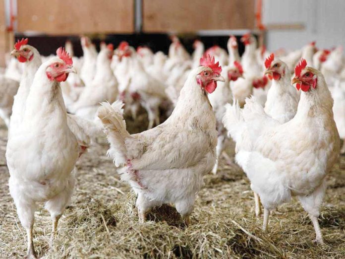 The Department of Agriculture led by Agriculture Secretary Francisco Tiu Laurel Jr. issued Memorandum Order No. 24 suspending the importation of domestic and wild birds and associated products, including poultry meat, day-old chicks, eggs, and semen from Michigan, USA. GMA NEWS FILE PHOTO