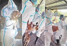 PH bans importation of US goats due to Q fever The Bureau of Animal Industry depopulated more than five dozen goats imported from the US following the detection of Q fever among some of the animals at a government breeding station in Marinduque. PHOTO COURTESY OF DEPARTMENT OF AGRICULTURE