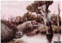 Prehistoric giant goose skull found in Australia This is an illustration of a large bird with a big long beak and small eyes in front of a lake. Genyornis newtoni became extinct some 45,000 years ago. JACOB C. BLOKLAND