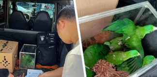Police operatives check the items seized from a suspected bird poacher following a successful entrapment operation in La Paz, Iloilo City. They recovered 15 birds including three Walden’s Hornbills, five Visayan Tarictic Hornbills, and six Colasisi Green Racket-Tail Parrots, all of which are considered endangered species. PRO-6 PHOTO