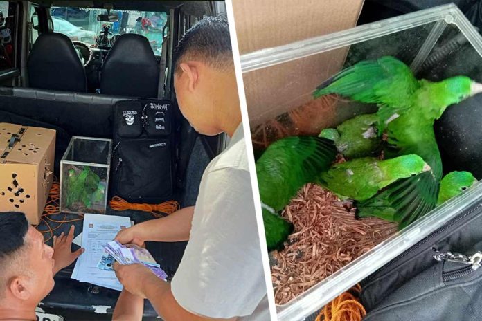 birds Police operatives check the items seized from a suspected bird poacher following a successful entrapment operation in La Paz, Iloilo City. They recovered 15 birds including three Walden’s Hornbills, five Visayan Tarictic Hornbills, and six Colasisi Green Racket-Tail Parrots, all of which are considered endangered species. PRO-6 PHOTO