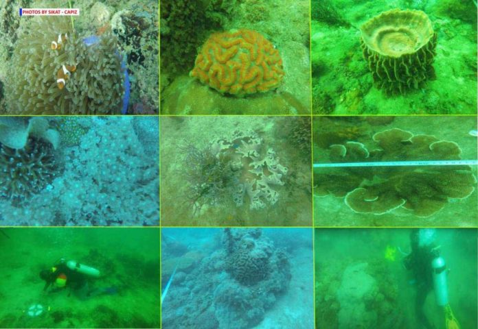 capiz_coral2_resized Various corals documented during the underwater survey in Tucad Reef. SIKAT-CAPIZ PHOTO