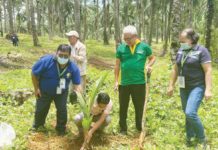 PH aims to reclaim top spot in coconut production in 5 years The Philippine Coconut Authority (PCA) - Caraga led the ceremonial planting of PCA produced hybrid coconut variety in Ormaca, San Francisco, Agusan del Sur. PCA-CARAGA FILE PHOTO