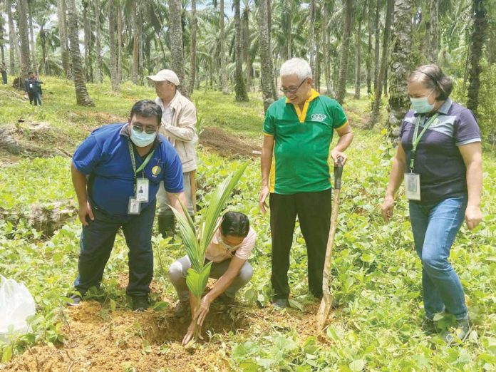 coconut_production_resized The Philippine Coconut Authority (PCA) - Caraga led the ceremonial planting of PCA produced hybrid coconut variety in Ormaca, San Francisco, Agusan del Sur. PCA-CARAGA FILE PHOTO