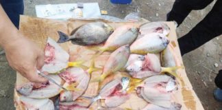 Capiz Maritime Police Station arrested three fishermen involved in dynamite fishing in Barangay Tanza, Roxas City on May 27, 2024. Police seized around 30 kilos of assorted fish. CAPIZ MARITIME POLICE STATION PHOTO