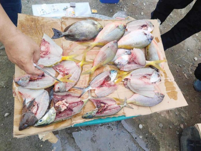 fish_resized Capiz Maritime Police Station arrested three fishermen involved in dynamite fishing in Barangay Tanza, Roxas City on May 27, 2024. Police seized around 30 kilos of assorted fish. CAPIZ MARITIME POLICE STATION PHOTO