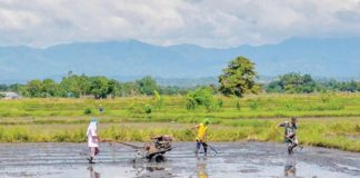 GOOD FOR AGRICULTURE. With the arrival of the rainy season, farmers in Barangay Bita Sur, Oton, Iloilo ready their fields for rice planting. The Department of Agriculture – Region 6 says its reduced geographical scope following Negros Occidental’s separation from Western Visayas, will allow for a focused effort to boost rice yields in Iloilo, Antique, Aklan, Capiz, and Guimaras. PN PHOTO