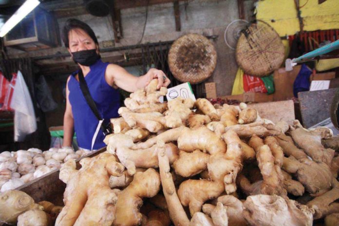 ginger_resized Prices of ginger reached P280 per kilo in Metro Manila as of latest monitoring of the Department of Agriculture. File photo shows a market vendor at Divisoria Market in Tondo, Manila, arranging extra-large ginger she is selling. DANNY PATA PHOTO