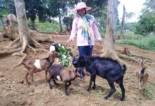 AMID Q FEVER VIGILANCE: Iloilo farmers urged to report unusual livestock health issues Western Visayas has so far no reported cases of Q fever, which affects domestic ruminants. As part of the push for constant vigilance, the Iloilo Provincial Veterinary Office urges farmers to report unusual cases of abortion, stillbirths, or diseases observed in livestock, particularly goats. PHOTO FROM DEPARTMENT OF AGRICULTURE – WESTERN VISAYASWestern Visayas has so far no reported cases of Q fever, which affects domestic ruminants. As part of the push for constant vigilance, the Iloilo Provincial Veterinary Office urges farmers to report unusual cases of abortion, stillbirths, or diseases observed in livestock, particularly goats. PHOTO FROM DEPARTMENT OF AGRICULTURE – WESTERN VISAYAS