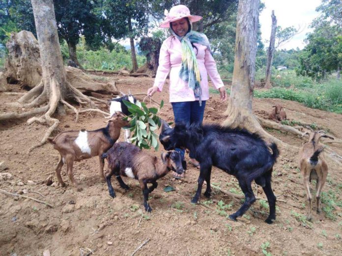 ime_farmers_Q_fever_resized Western Visayas has so far no reported cases of Q fever, which affects domestic ruminants. As part of the push for constant vigilance, the Iloilo Provincial Veterinary Office urges farmers to report unusual cases of abortion, stillbirths, or diseases observed in livestock, particularly goats. PHOTO FROM DEPARTMENT OF AGRICULTURE – WESTERN VISAYASWestern Visayas has so far no reported cases of Q fever, which affects domestic ruminants. As part of the push for constant vigilance, the Iloilo Provincial Veterinary Office urges farmers to report unusual cases of abortion, stillbirths, or diseases observed in livestock, particularly goats. PHOTO FROM DEPARTMENT OF AGRICULTURE – WESTERN VISAYAS