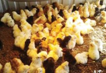 PH bans importation of birds from Australia The Department of Agriculture ordered the Bureau of Animal Industry to suspend the issuance of Sanitary and Phytosanitary Import Clearances for imports from Australia of wild and domestic birds, including poultry meat, day-old chicks, eggs, and semen. FINDON.AUSTRALIALISTED.COM PHOTO