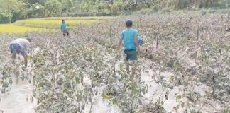 Vegetable plants in Sitio Bais, Barangay Yubo, La Carlota City, Negros Occidental are covered with ash from the Kanlaon Volcano. JESSA CASTROVERDE SOLOMON PHOTOS