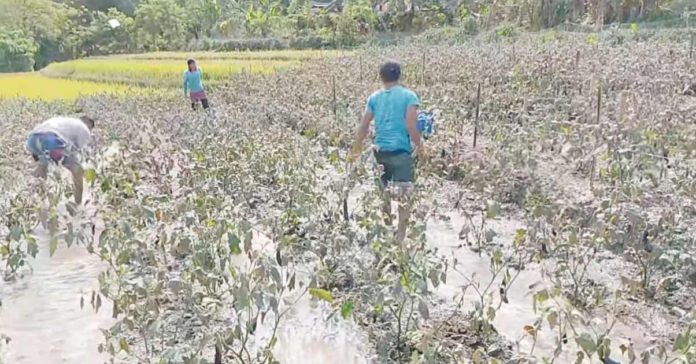kanlaon-3 Vegetable plants in Sitio Bais, Barangay Yubo, La Carlota City, Negros Occidental are covered with ash from the Kanlaon Volcano. JESSA CASTROVERDE SOLOMON PHOTOS