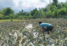 DOH issues health advisory amid Kanlaon eruption The Department of Health advises residents near Kanlaon Volcano to protect their health. Photo shows residents checking on their vegetable plants in Sitio Bais, Barangay Yubo, La Carlota City, Negros Occidental covered with ash from the volcano. JONEL VENTURA PHOTO