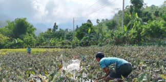 The Department of Health advises residents near Kanlaon Volcano to protect their health. Photo shows residents checking on their vegetable plants in Sitio Bais, Barangay Yubo, La Carlota City, Negros Occidental covered with ash from the volcano. JONEL VENTURA PHOTO