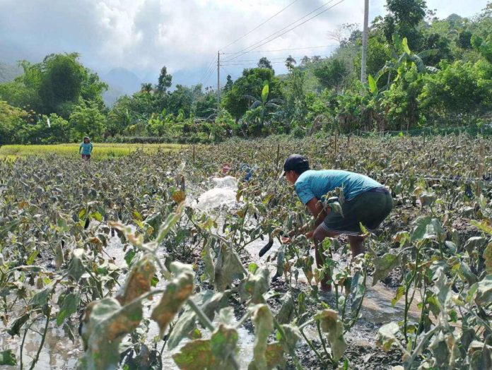 kanlaon_affected_resized The Department of Health advises residents near Kanlaon Volcano to protect their health. Photo shows residents checking on their vegetable plants in Sitio Bais, Barangay Yubo, La Carlota City, Negros Occidental covered with ash from the volcano. JONEL VENTURA PHOTO
