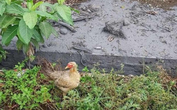 negocc_poultry_resized Para-veterinarians monitored chicken days after the eruption of Kanlaon Volcano in Barangay Biak na Bato, La Castellana, Negros Occidental. PVO-NEGROS OCCIDENTAL PHOTO