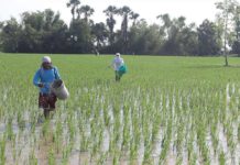 Crop insurance gives WV farmers, fisherfolk lifeline The Philippine Crop Insurance Corporation has started accepting insurance applications via Municipal Agriculture Offices on May 1, 2024 for farmers wishing to insure their rice and corn crops, including livestock, for the ongoing wet or first cropping season. PNA FILE PHOTO BY OLIVER MARQUEZ