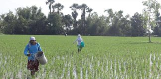 The Philippine Crop Insurance Corporation has started accepting insurance applications via Municipal Agriculture Offices on May 1, 2024 for farmers wishing to insure their rice and corn crops, including livestock, for the ongoing wet or first cropping season. PNA FILE PHOTO BY OLIVER MARQUEZ