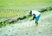 Changes to rice planting calendar urged to lessen storm damage As the rainy season, heralded by the Philippine Atmospheric, Geophysical and Astronomical Services Administration since May 29, takes its hold, farmers across Western Visayas have commenced the crucial task of planting rice such as this one in Barangay Cabugao Norte, Pavia, Iloilo. PN PHOTO