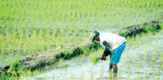 As the rainy season, heralded by the Philippine Atmospheric, Geophysical and Astronomical Services Administration since May 29, takes its hold, farmers across Western Visayas have commenced the crucial task of planting rice such as this one in Barangay Cabugao Norte, Pavia, Iloilo. PN PHOTO
