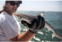 Sharks off Brazil coast ‘addicted’ to cocaine Brazilian sharpnose sharks such as this one from the shores near Rio de Janeiro test for high levels of cocaine. GETTY IMAGES