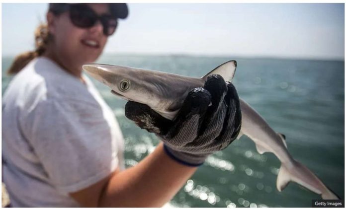 Brazil_resized Brazilian sharpnose sharks such as this one from the shores near Rio de Janeiro test for high levels of cocaine. GETTY IMAGES