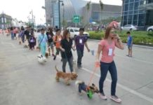 The City Council approved the Iloilo City Animal Welfare Council during their July 3 session and designated October of each year as “Animal Welfare Month” in the city. Photo shows the costume contest and mini-fashion show for dogs at the Iloilo Business Park. ILOILO BUSINESS PARK FILE PHOTO