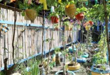 Veggie gardens seen to boost brgy food security Vegetables are grown using recycled plastic bottles and tires in Barangay Nabitasan, La Paz, Iloilo City. DA 6 REGIONAL AGRI-FISHERY INFORMATION SECTION PHOTO
