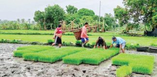 Farmers in Leon, Iloilo prepare their fields with hybrid rice seeds for this year’s first cropping amid rising concerns over leptospirosis during the rainy season. The Iloilo Provincial Health Office urges farm workers to wear boots to avoid exposure to potentially contaminated field water. Photo courtesy of the Municipal Agriculture Office of Leon, Iloilo Facebook Page