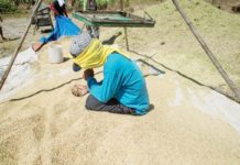 The National Food Authority said ceiling price for clean and dry palay will stay at P30 per kilo. In April this year, the NFA Council raised the buying price of palay to a range of P17 to P30 per kilo to help the agency compete with private traders. PHOTO COURTESY OF GMA INTEGRATED NEWS
