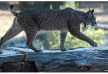 Iberian lynx pictured in Aprisco, Spain. GETTY IMAGES