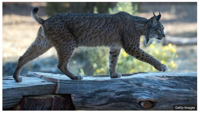 rare_cat_resized Iberian lynx pictured in Aprisco, Spain. GETTY IMAGES