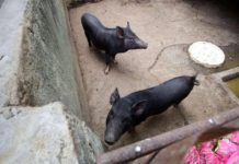 ASF vaccinations eyed to start Aug. 30 The Department of Agriculture targets to begin vaccinating hogs against the African Swine Fever this week. PHOTO COURTESY OF ABS-CBN NEWS