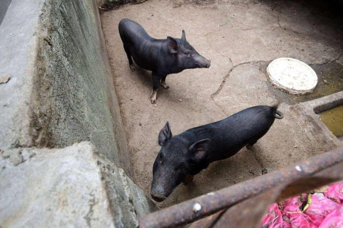 ASF_vax_resized The Department of Agriculture targets to begin vaccinating hogs against the African Swine Fever this week. PHOTO COURTESY OF ABS-CBN NEWS