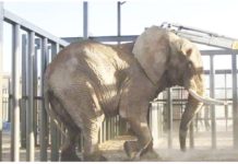 South Africa's last zoo elephant freed after 40 years