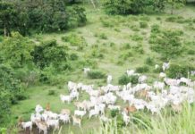 Panel formed to study local FMD vaccine production The Department of Agriculture is looking into producing foot-and-mouth disease vaccines locally to prevent the spread of the infectious disease in the country’s livestock industry. GMA NEWS FILE PHOTO