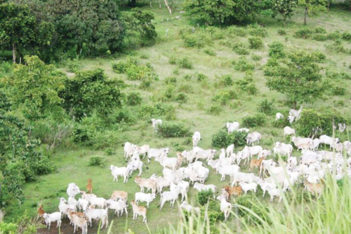 FMD_vax_resized The Department of Agriculture is looking into producing foot-and-mouth disease vaccines locally to prevent the spread of the infectious disease in the country’s livestock industry. GMA NEWS FILE PHOTO