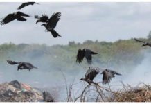 Kenya to poison a million crows Crows originated from India and other parts of Asia, often spreading elsewhere by travelling on trading ships. But they are believed to have been intentionally introduced in East Africa around 1890s in a bid to tackle a mounting waste problem on the Zanzibar archipelago, then a British protectorate. From there, they spread to the mainland and up the coast to Kenya. BBC