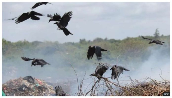 Kenya_resized Crows originated from India and other parts of Asia, often spreading elsewhere by travelling on trading ships. But they are believed to have been intentionally introduced in East Africa around 1890s in a bid to tackle a mounting waste problem on the Zanzibar archipelago, then a British protectorate. From there, they spread to the mainland and up the coast to Kenya. BBC