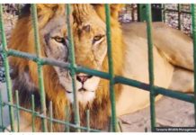 This is “Tundu Lissu” the lion in a cage in Tanzania. TANZANIA WILDLIFE MANAGEMENT AUTHORITY