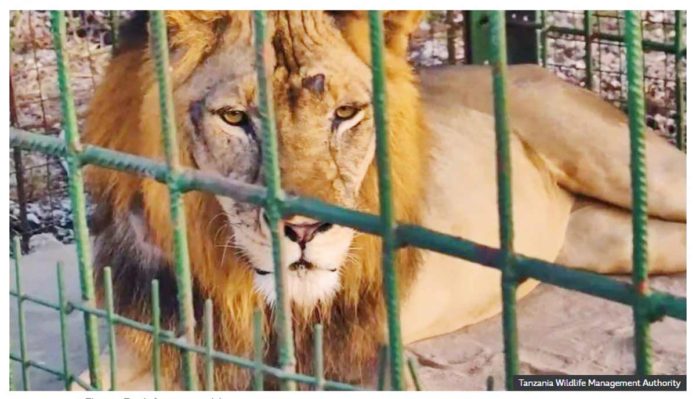 Tanzania-1 This is “Tundu Lissu” the lion in a cage in Tanzania. TANZANIA WILDLIFE MANAGEMENT AUTHORITY