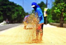 Agricultural output for Q2 down by 3.3%, says PSA