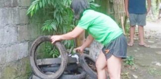 Residents of the Barangay Barangay Tabayon, Banga, Aklan joined the municipal-wide cleanup drive against dengue to eradicate mosquito breeding places. Among the mosquito breeding sites found at home are tires and flower pots. BARANGAY AND SK COUNCIL OF TABAYON PHOTO