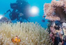 PH wins best diving destination title Diving contributed over P73 billion to the Philippine tourism in 2023 alone. Photo shows a diver taking photos of corals during the Bohol Loop Dive Expo 2023. PHOTO COURTESY OF SPARK CHAO VIA BOHOL LOOP DIVE EXPO FB